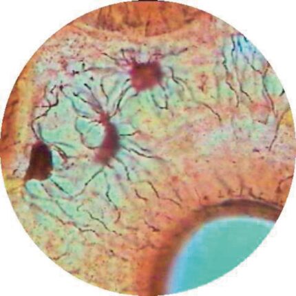 Philip Harris Prepared Microscope Slide - Mammal - Yellow Elastic Cartilage Section