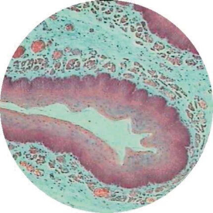 Philip Harris Prepared Microscope Slide - Small Intestine L.S.
