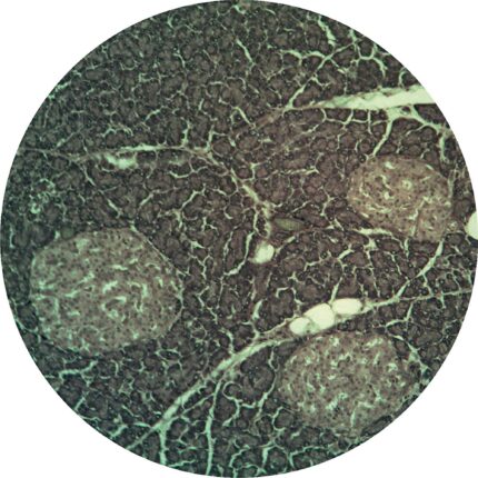 Philip Harris Prepared Microscope Slide - Pancreas: for Islets of Langerhans