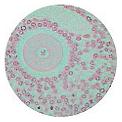 Philip Harris Prepared Microscope Slide - Kidney V.S. (P.A.S. and Haematoxylin Stain)