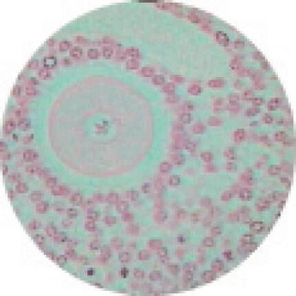 Philip Harris Prepared Microscope Slide - Pregnant Uterus (Rabbit) with Placenta and Embryo in-situ