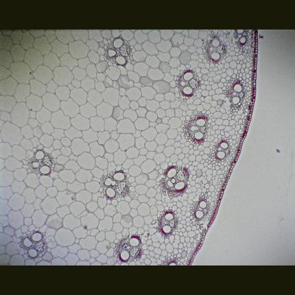 Philip Harris Prepared Microscope Slide - Maize (Zea) Stem T.S. and L.S.
