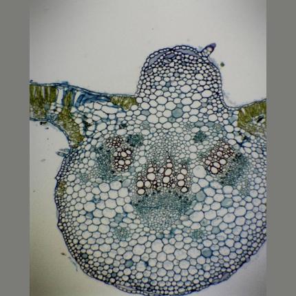 Philip Harris Prepared Microscope Slide - Monocot and Dicot Leaf: Comparison T.S.