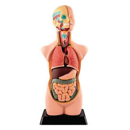 Human Torso Model - 20in