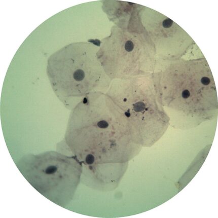 Prepared Microscope Slide Set - Connective Tissues and Systems of Movement - Set of 15 Slides