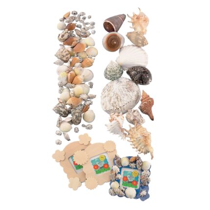 Small Shells - Pack of 144