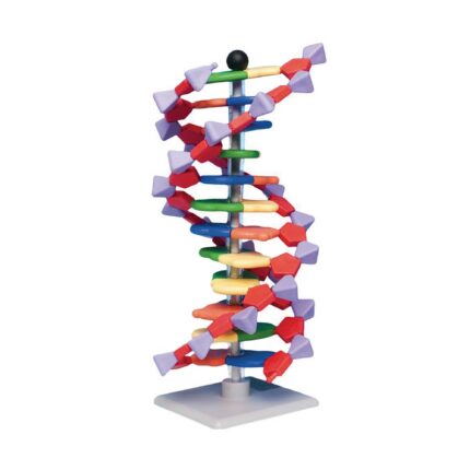 Mini DNA Molecular Model Kit - 12-Layer Double Helix