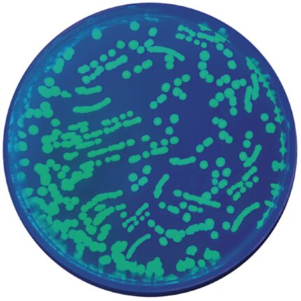 EDVOTEK Transformation of E-Coli (GFP) Kit