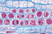 Philip Harris Prepared Microscope Slide Set - Genetics, Reproduction and Embryology - Set of 19 Slides