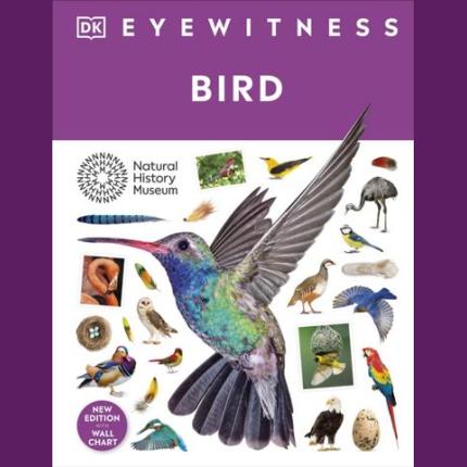 DK Eyewitness: Bird