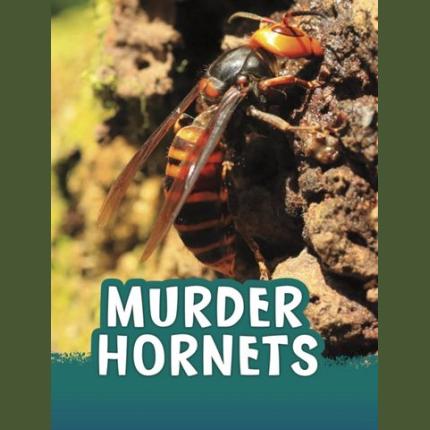 Murder Hornets