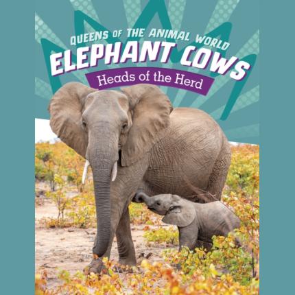 Elephant Cows: Heads of the Herd