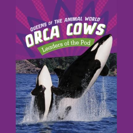 Orca Cows: Leaders of the Pod