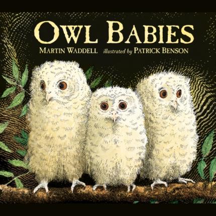 Owl Babies (Board Book)