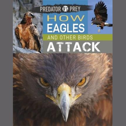 Predator vs Prey: How Eagles and other Birds Attack