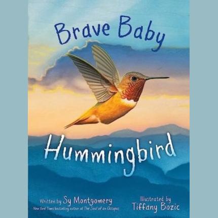 Brave Baby Hummingbird