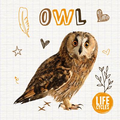 Life Cycle of a Owl