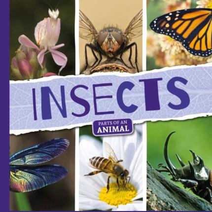 Parts of an Animal: Insects