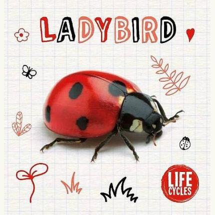 Life Cycle of a Ladybird